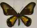 Troides amphrysus (aberration) Internet Image property of respective owner, non-commercial use only